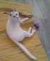 Tenor (6)